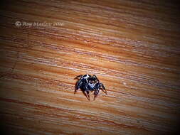 Image of Evarcha denticulata Wesolowska & Haddad 2013