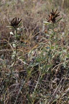 Image of Cytisus austriacus L.