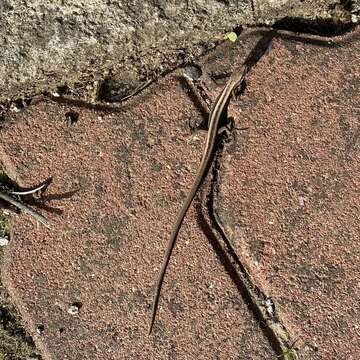 Image of Mountain grass lizard