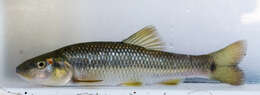 Image of Hornyhead Chub