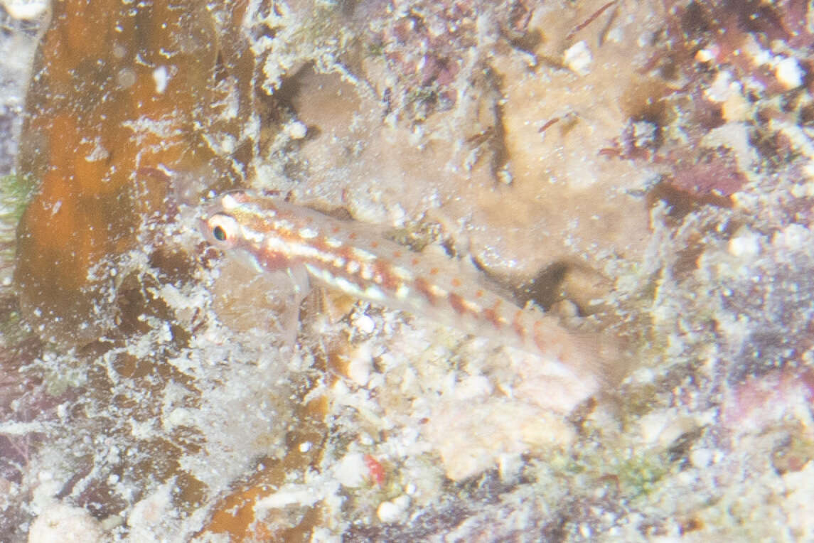 Image of Adorned dwarfgoby