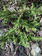 Image of Chloanthes stoechadis R. Br.