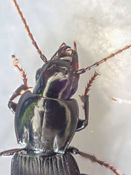 Image de Pterostichus (Hypherpes) vicinus Mannerheim 1843