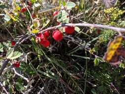 صورة Cotoneaster integerrimus Medik.