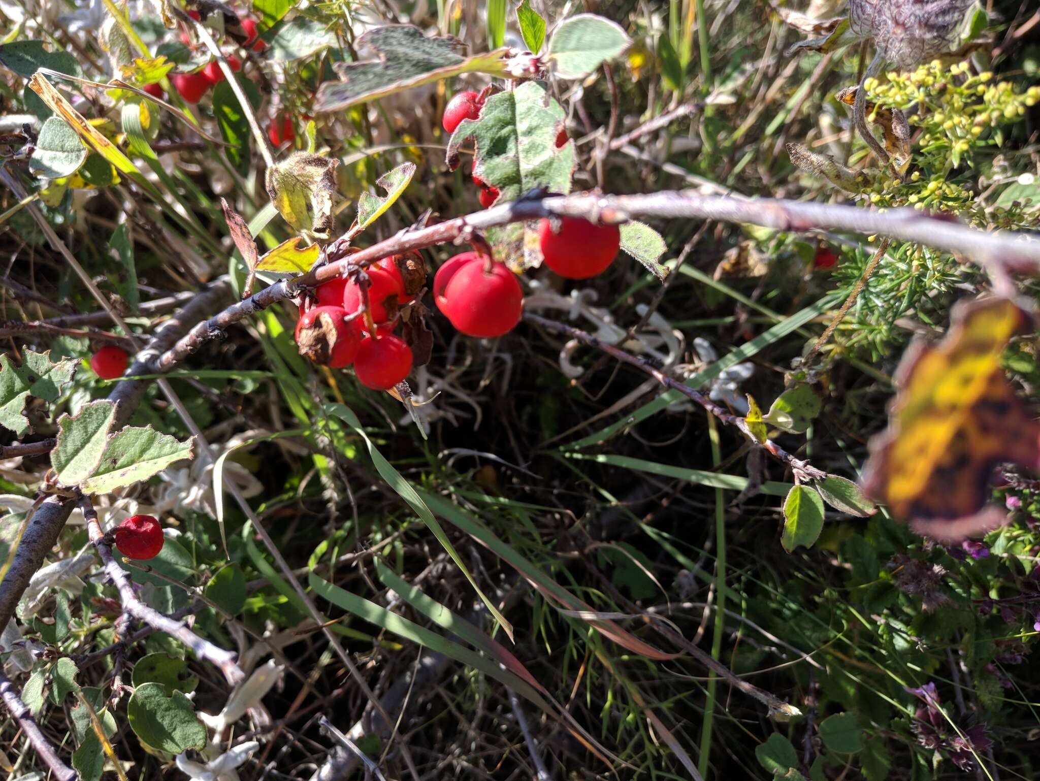 صورة Cotoneaster integerrimus Medik.