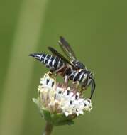 Image of Coelioxys mexicanus Cresson 1878