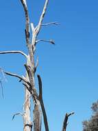 Image of Pallid Cuckoo