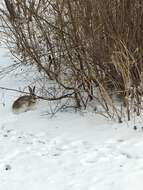 Image of White-tailed Jackrabbit