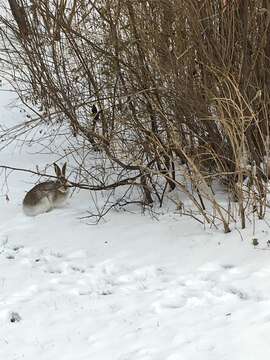 Imagem de Lepus townsendii Bachman 1839