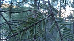 Image of Vejar's Fir