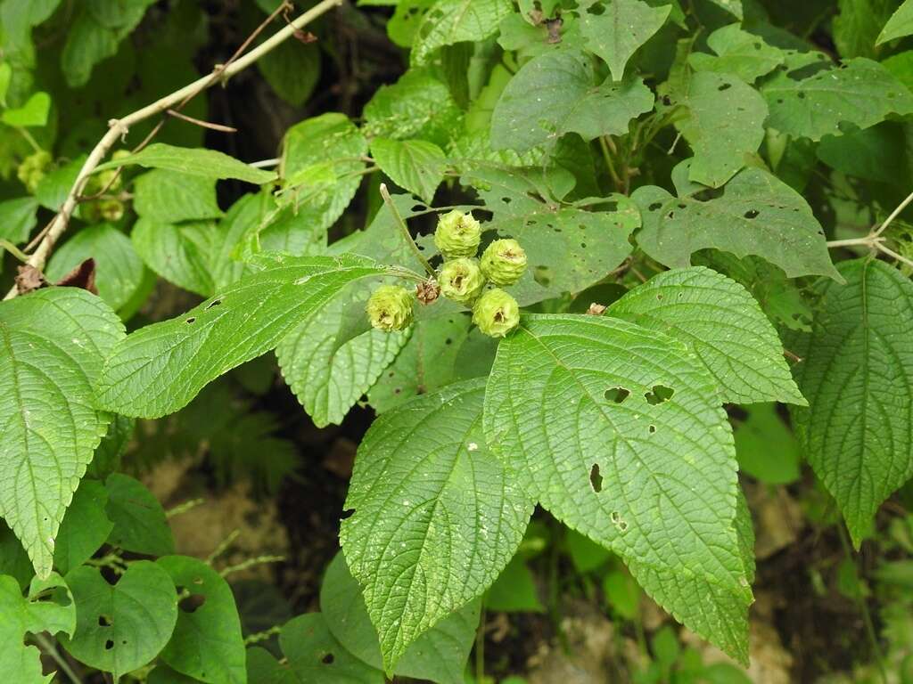 Image of Lippia umbellata Cav.