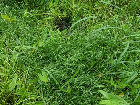 Torreyochloa pallida var. fernaldii (Hitchc.) T. Koyama & Kawano resmi