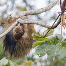 Image of Bradypus crinitus Gray 1850