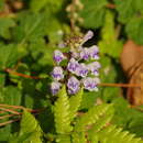 Image of Scutellaria rubropunctata Hayata