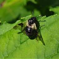 Image of Abia fasciata (Linnaeus 1758)