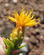 Imagem de Pteronia ciliata Thunb.