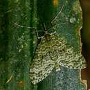 Protosteira spectabilis Warren 1899的圖片