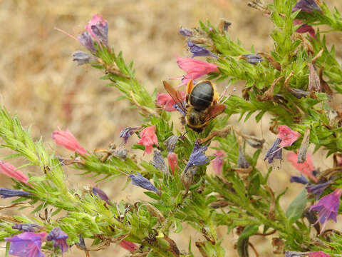 Image of Xylocopa cantabrita Lepeletier 1841