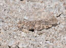 Image of Shasta Grasshopper