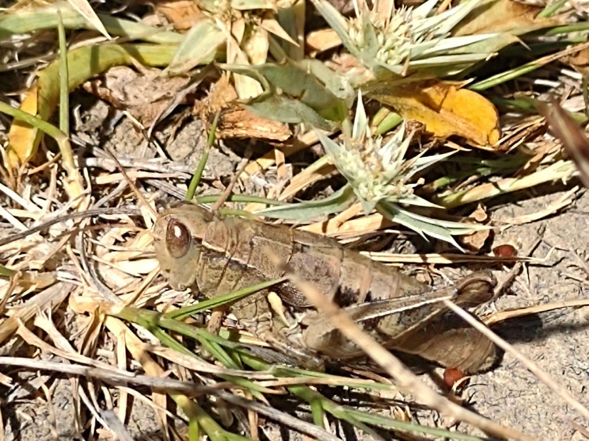 Oedaleonotus borckii (Stål 1861)的圖片