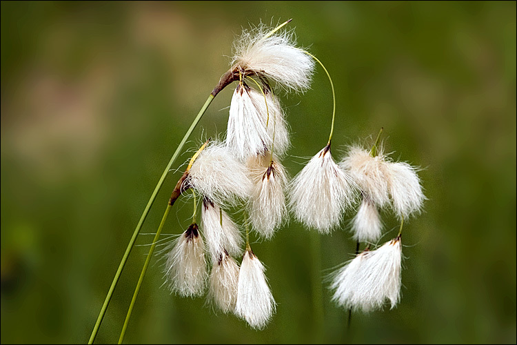 Eriophorum angustifolium (rights holder: Amadej Trnkoczy)