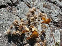 Image of Potentilla brachypetala Fisch. & Mey. ex Lehm.