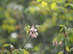 Imagem de Staphylea holocarpa var. rosea Rehder & Wilson.