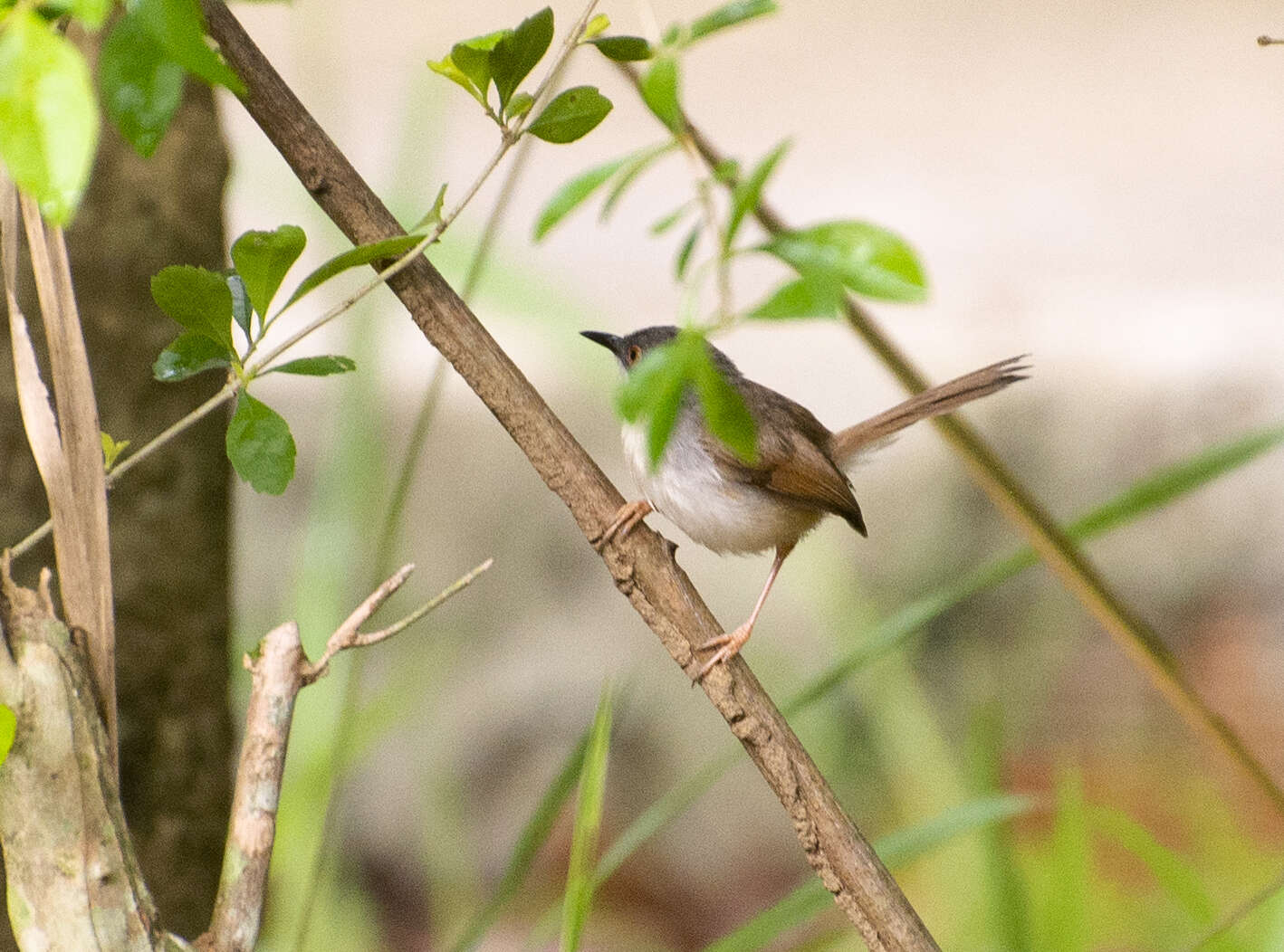 Image of Grey-breasted Prinia