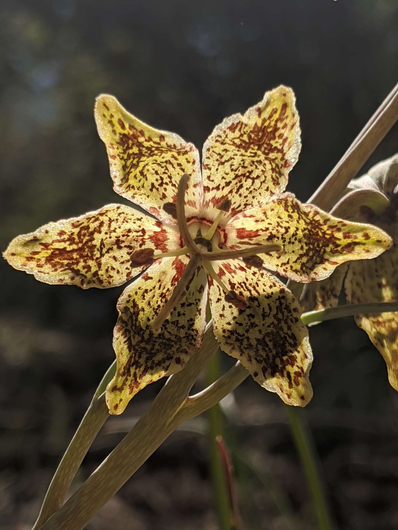 Image of Davidson's fritillary