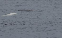 Image of Beluga whale
