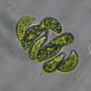 Image of Nephrocytium lunatum