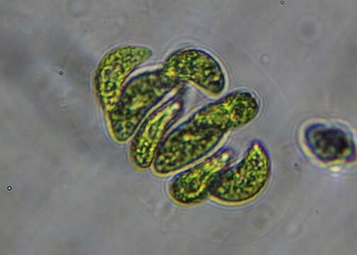 Слика од Nephrocytium lunatum