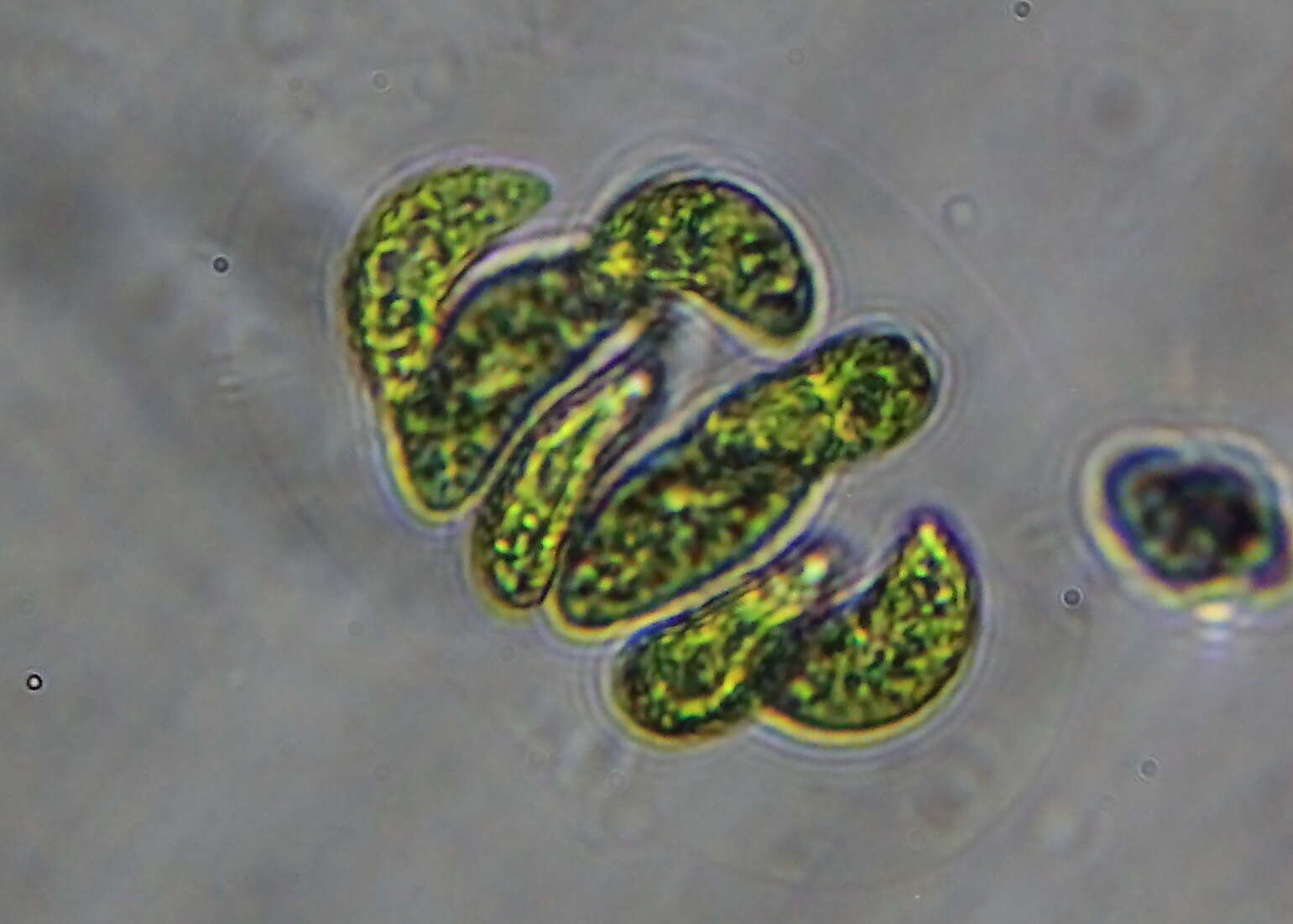 Image de Nephrocytium lunatum