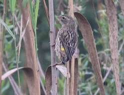 Image of Euplectes capensis capensis (Linnaeus 1766)