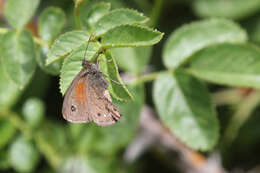 Imagem de Cosmosatyrus leptoneuroides Felder 1867