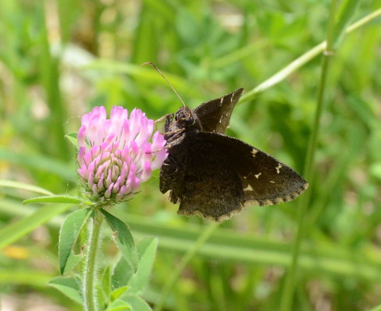 Image of Northern Cloudywing