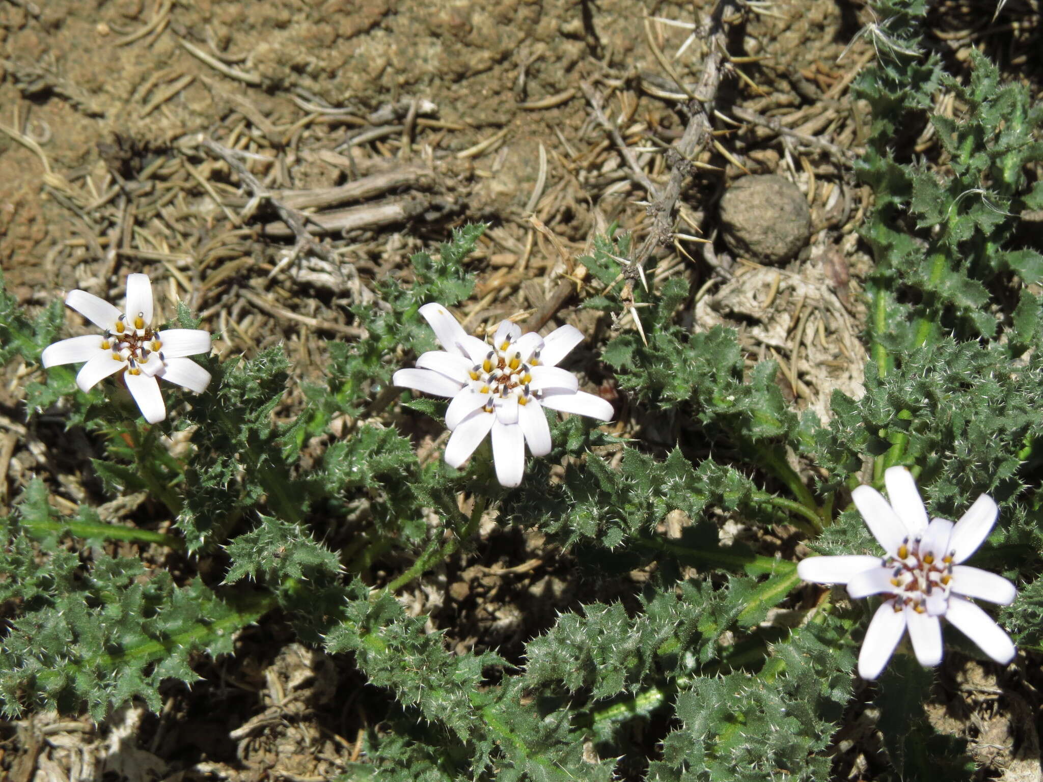 Sivun Perezia carthamoides (D. Don) Hook. & Arn. kuva