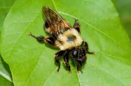 Image of Laphria thoracica Fabricius 1805