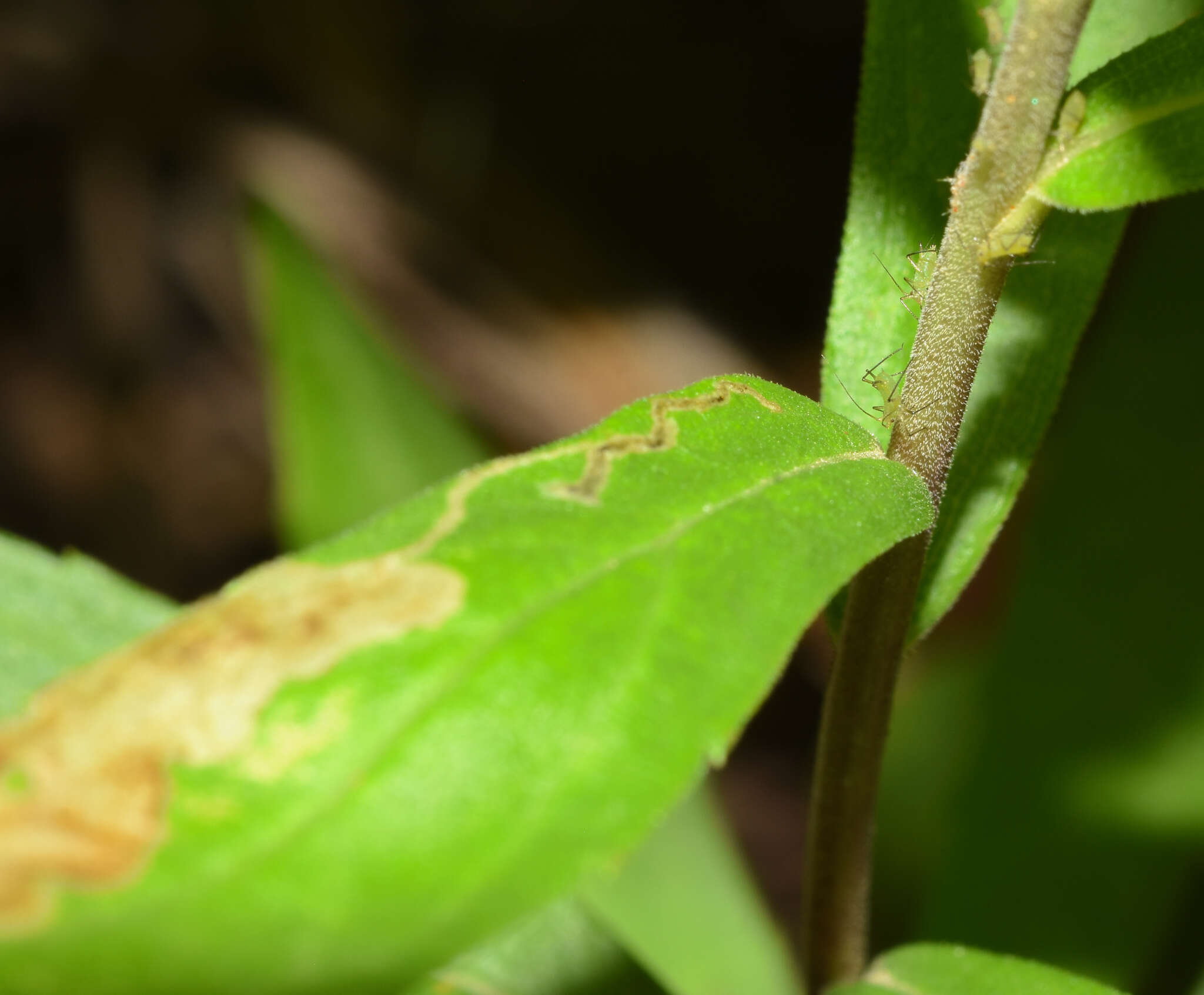 Image of Calycomyza solidaginis (Kaltenbach 1869)