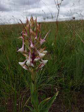 Image de Disa cooperi Rchb. fil.