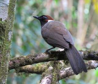 Image of White-necked Laughingthrush