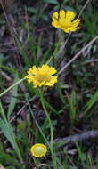 صورة Helenium vernale Walt.