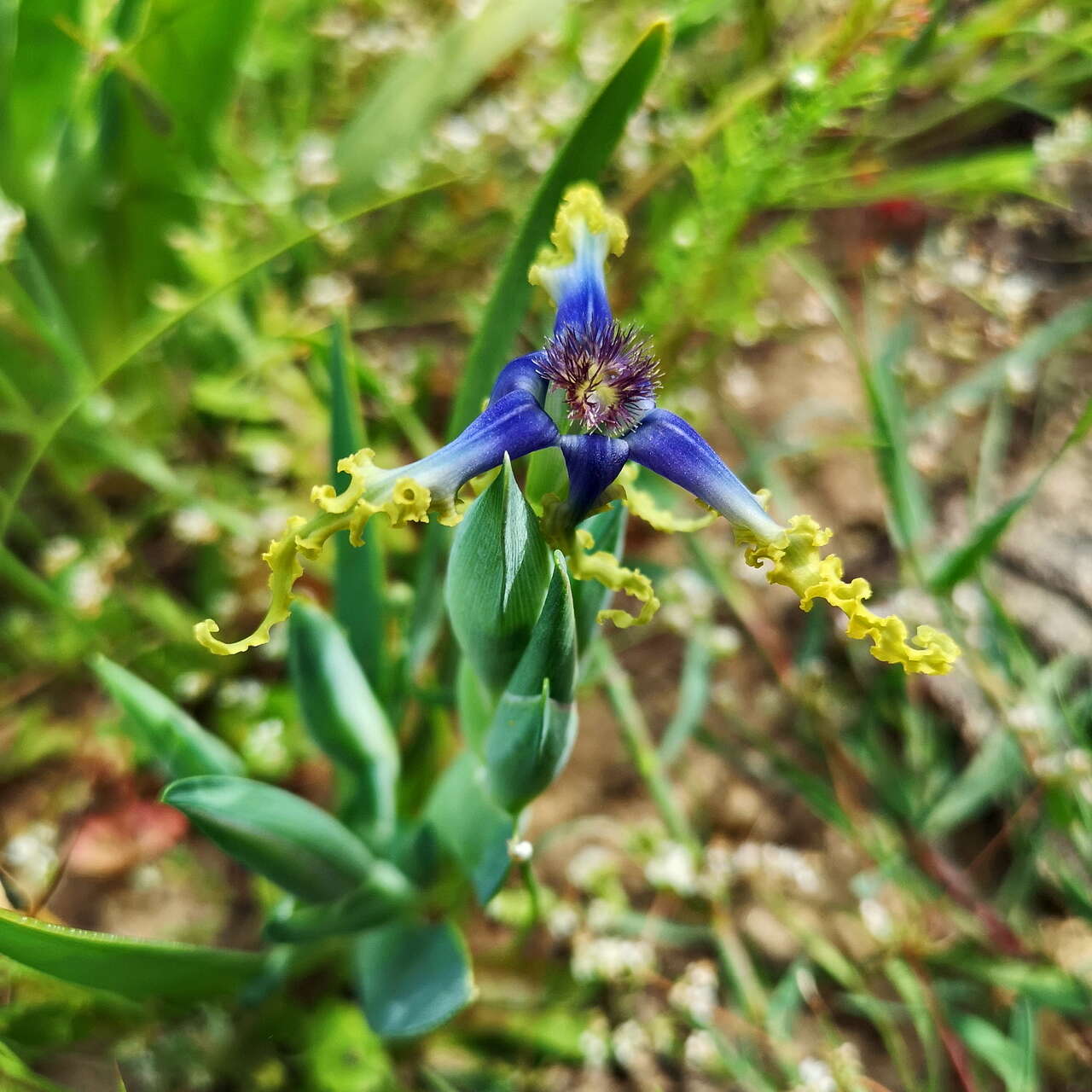 Image of Ferraria uncinata Sweet