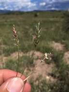 Image of curly-mesquite