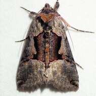 Image of Large Looper Moth, Broken-banded Y