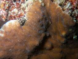 Image of Crispy Crust Coral