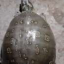 Image of Southern Indian Flapshell Turtle