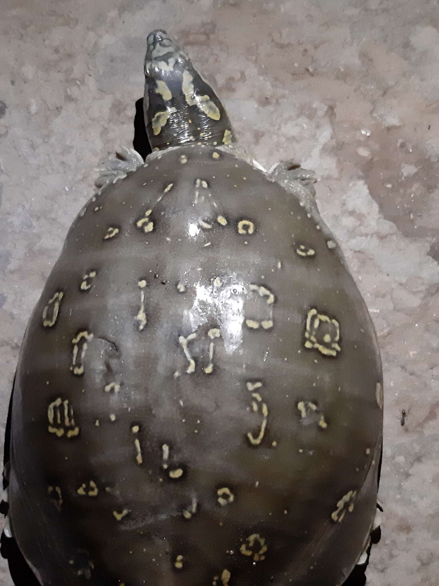 Image of Southern Indian Flapshell Turtle