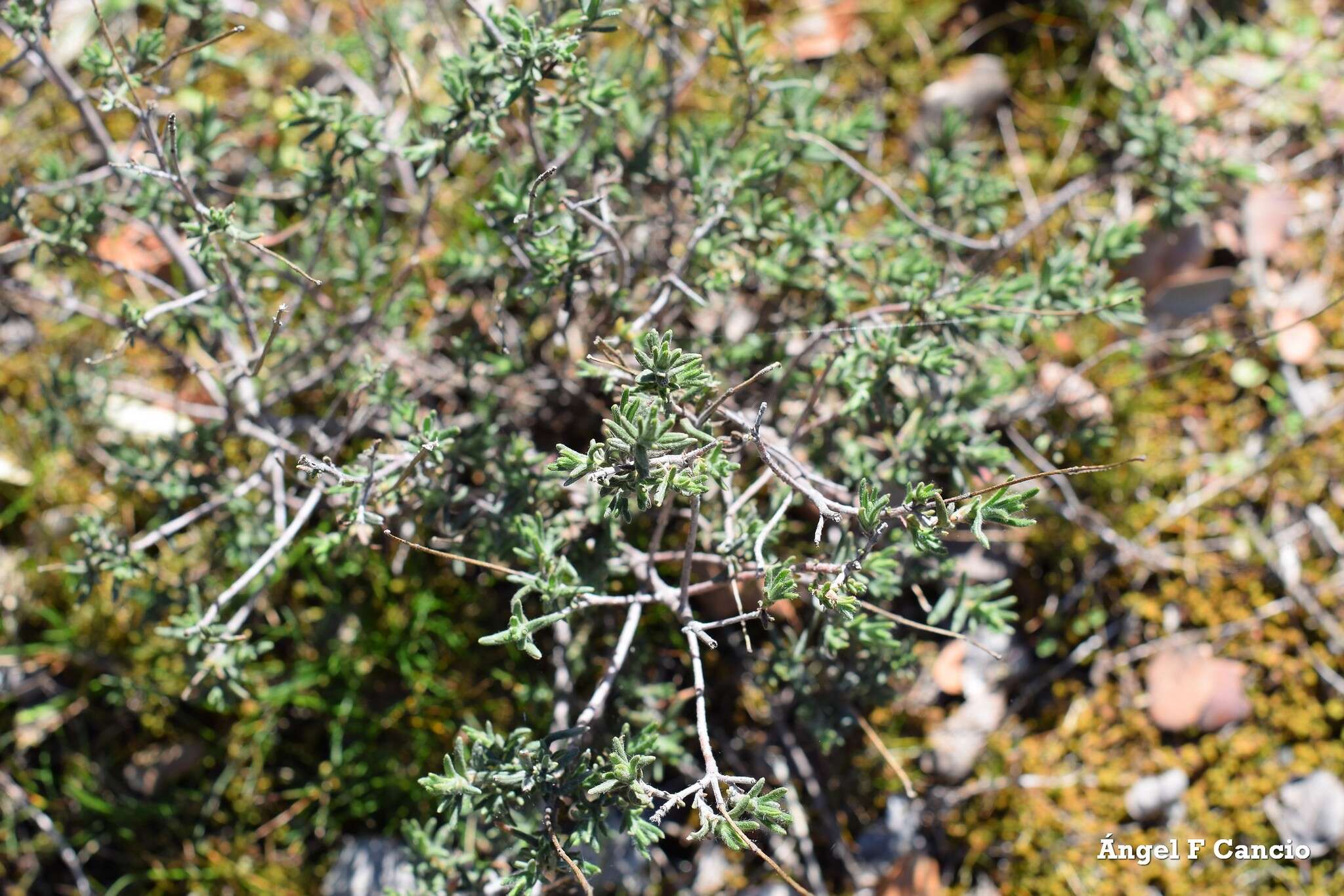 صورة Halimium umbellatum subsp. viscosum (Willk.) O. Bolós & Vigo