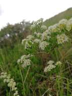 Image of Spiraea crenata L.